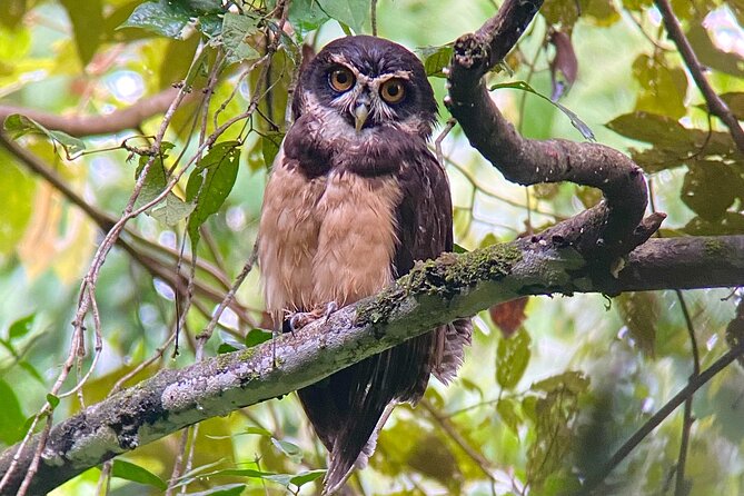 Manuel Antonio Esquipulas Birdwatching Tour