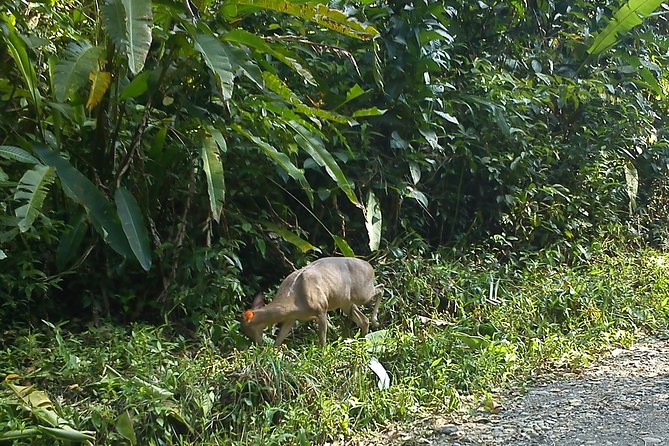 Manuel Antonio & Quepos One Way Transfer to SJO Hotels – Airport up to 5 People.