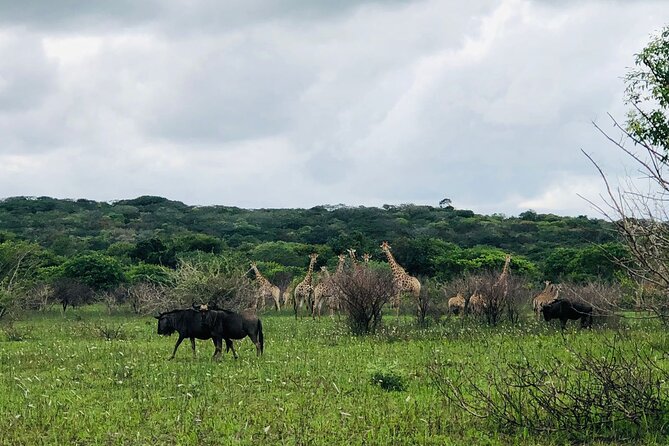 Maputo National Park (Maputo Special Reserve) Full-day Tour