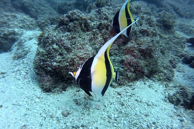Marietas Islands National Park Excursion for Certified Divers