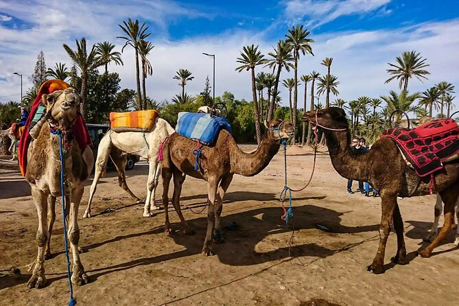 Marrakech Palm Grove With Sunrise Air Balloon - Tour Overview