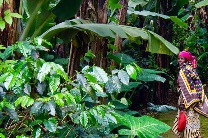 Materuni Waterfalls, Kikuletwa Chemka Hot Springs, Coffee Tour - Overview of the Tour