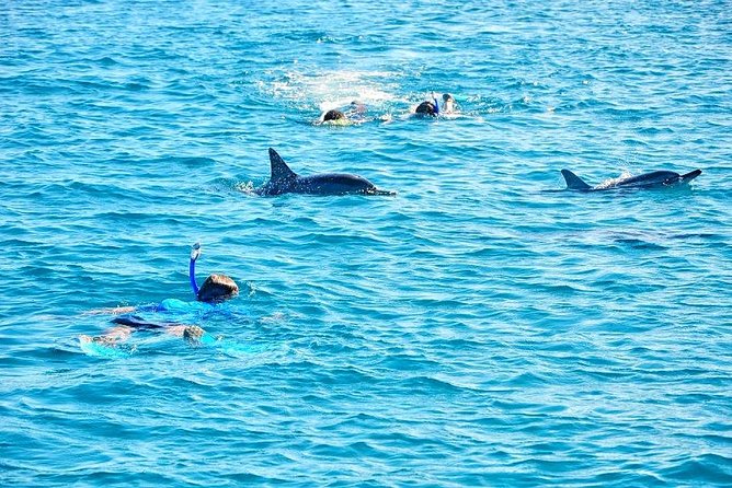 Mauritius Wild Dolphin Swim With Hotel Transfers (Private or Shared) - Pickup Information