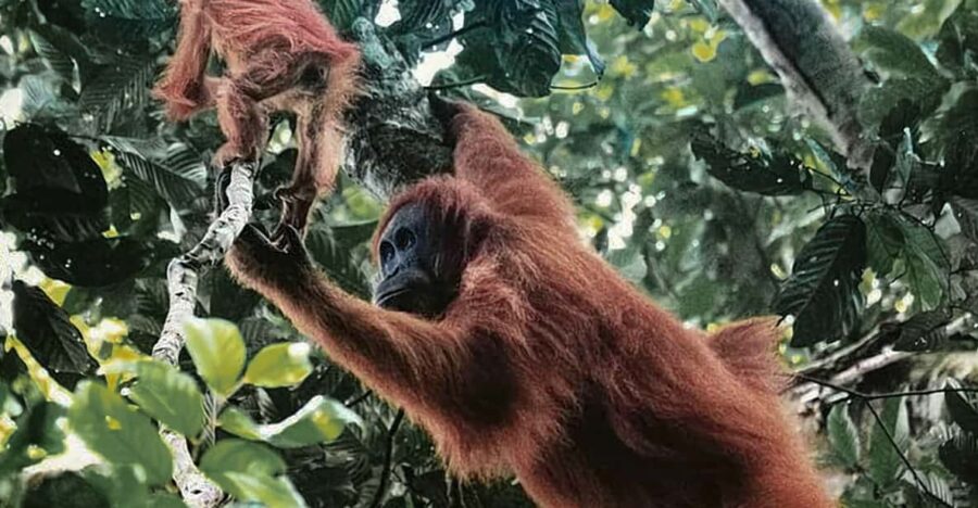Medan: in the Jungle of Mount Leuser National Park Day Trip