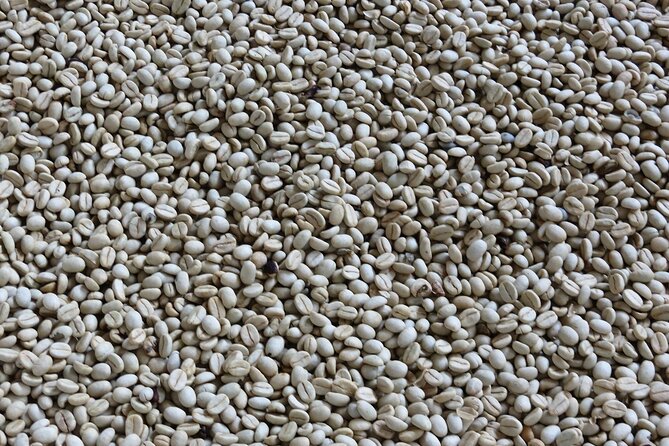 Medellin Fun and Informative Half-Day Coffee Farm Tour - Explore the Coffee Farm