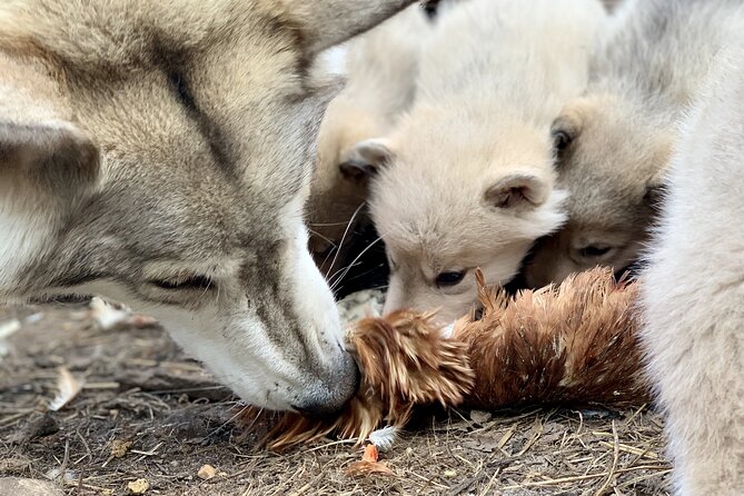 Meet Taivas & the Arctic Wolves – Private Tour
