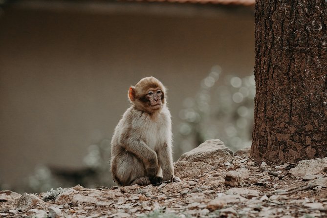 Middle Atlas , Cedar Forest and Azrou Day Trip From Fez - Overview of the Tour