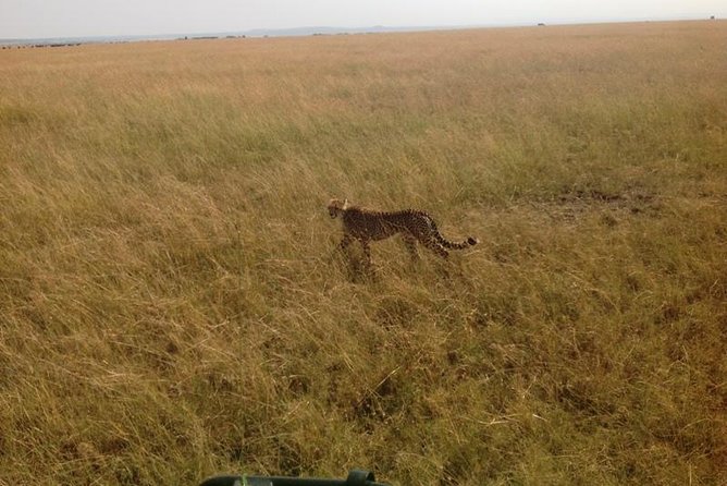 Mikumi National Park Full Day Tour From Dar Es Sallam