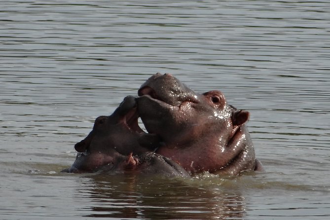 Mini Safari and Zulu Cultural Experience – Day Tour
