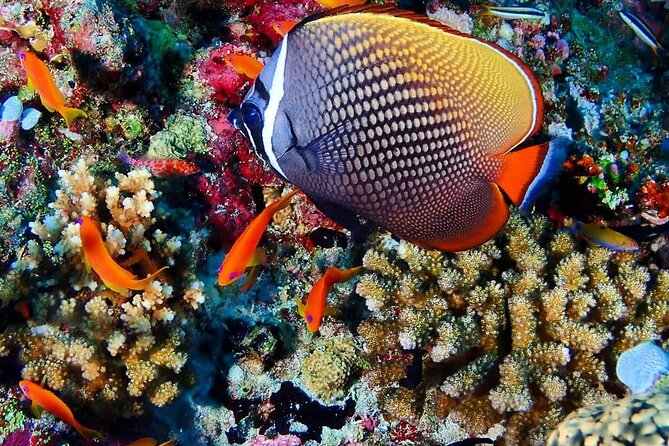 Mnemba Snorkeling, Kuza Cave, Blue Lagoon, Starfish Tour, The Rock Restaurant - Tour Overview