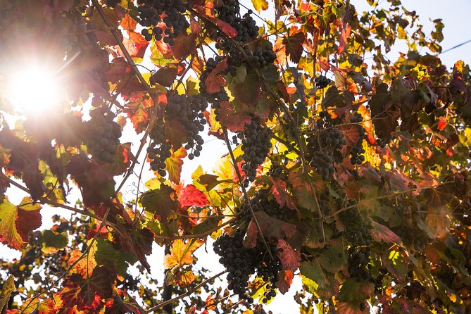 Modena Area: Balsamic Vinegar “Aceto” Tasting Experience