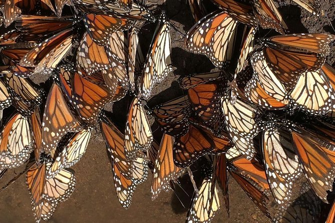 Monarch Butterfly Private Tour (Morelia)