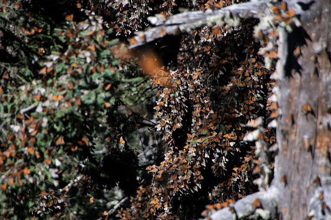 Monarch Butterfly Tour (Departing From Morelia)