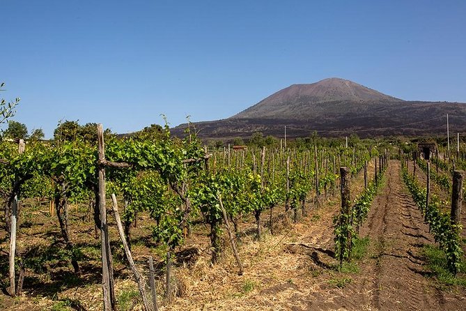 Mount Vesuvius & Wine Tasting With Lunch Private Tour From Amalfi Coast