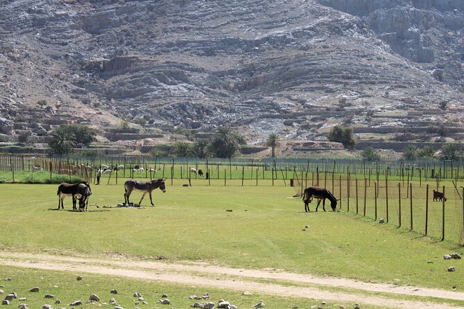 Mountain Safari in Jebel Harim