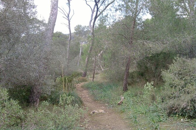MTB Guided Tour in Bellver Forest and Na Burguesa M.(E-Mtb Avai.)