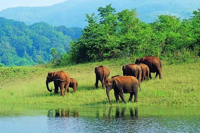 Mudumalai Wildlife Heaven From Bangalore