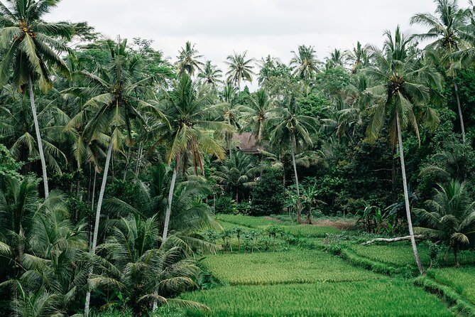 Munduk: Tamblingan Jungle Trek, Waterfall, Ulun Danu Temple