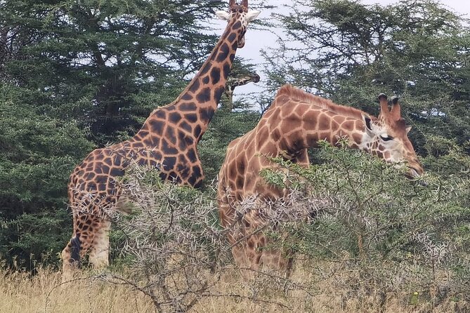 Nairobi National Park and Giraffe Centre Guided Safari Tour