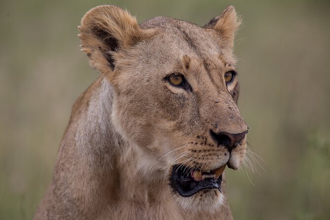 Nairobi National Park Day Tour