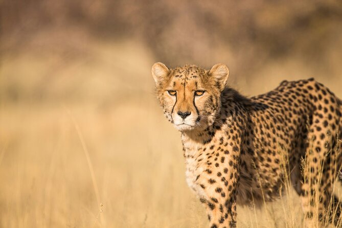 Nairobi National Park Early Morning or Afternoon Game Drive - Early Morning Game Drive Highlights
