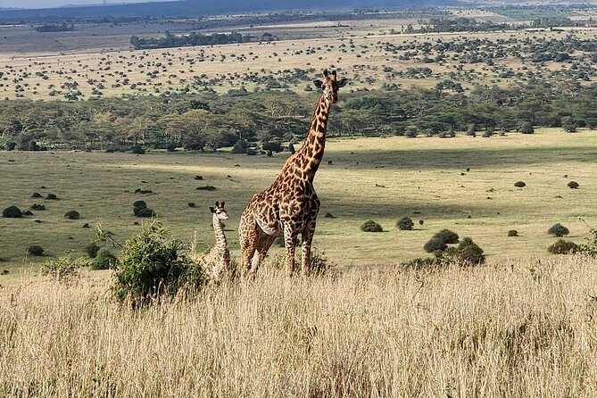 Nairobi National Park Elephants and Giraffe Center Tour