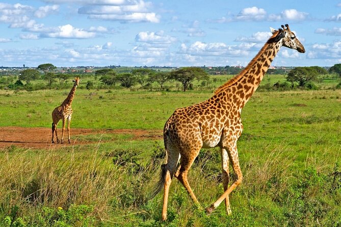 Nairobi National Park Safari Tour