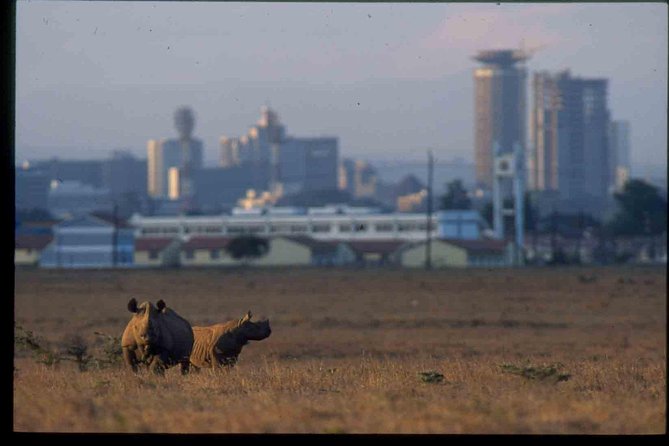 Nairobi National Park Safari