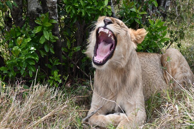 Nairobi National Park Shared Tour