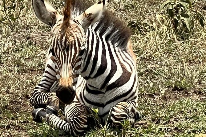 Nairobi National Park Tour From 0600hrs – 1130hrs or From 1300hrs – 1800hrs