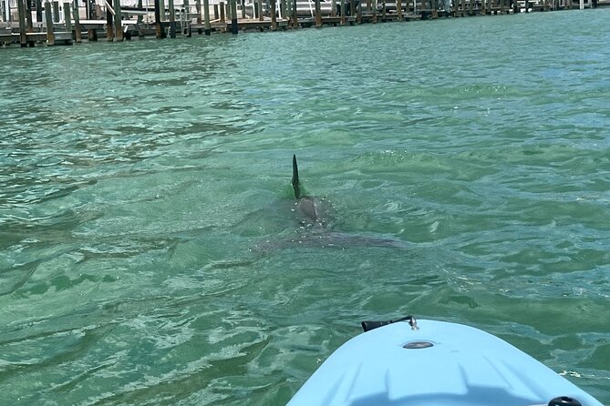Naples Guided Sunset Kayak Tour Activity - Overview and Details