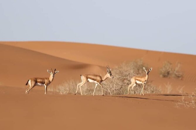 National Park Privat Safari Tour From Agadir and Taghazout