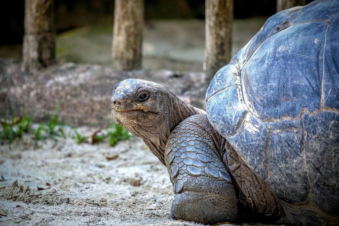 Nature Discovery Tour: Dolphins, Tortoises, the Wild South & More