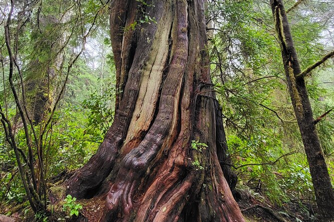 Nature Walks in Pacific