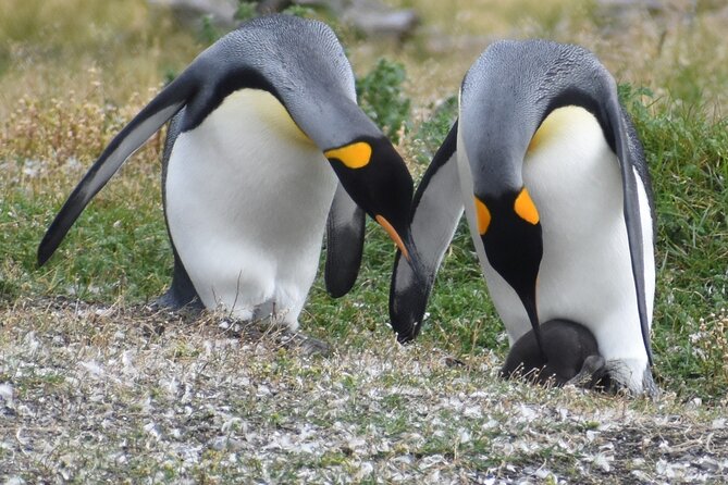 Navigation to the Penguins Island – USHUAIA – Beagle Channel