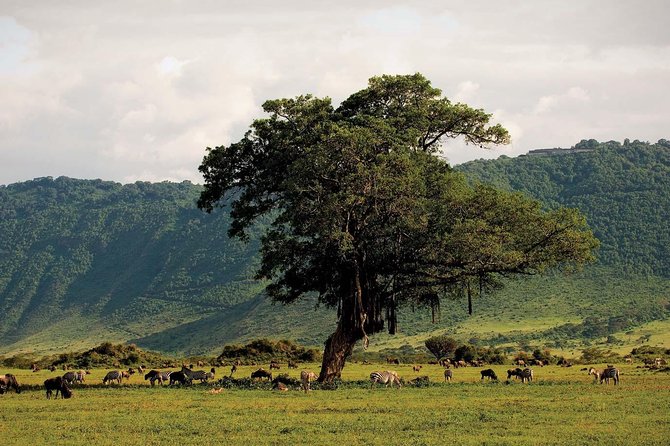 Ngorongoro Crater Day Trip - Safari Experience