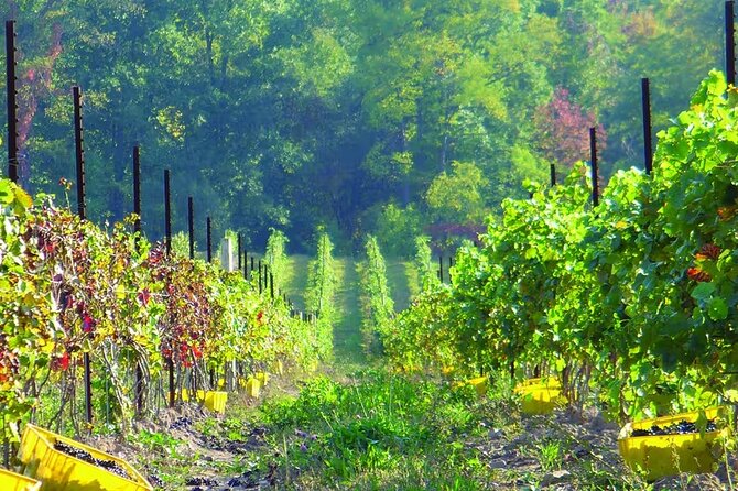 Niagara County Wine Tour and Tasting - Grape Varietals Explored