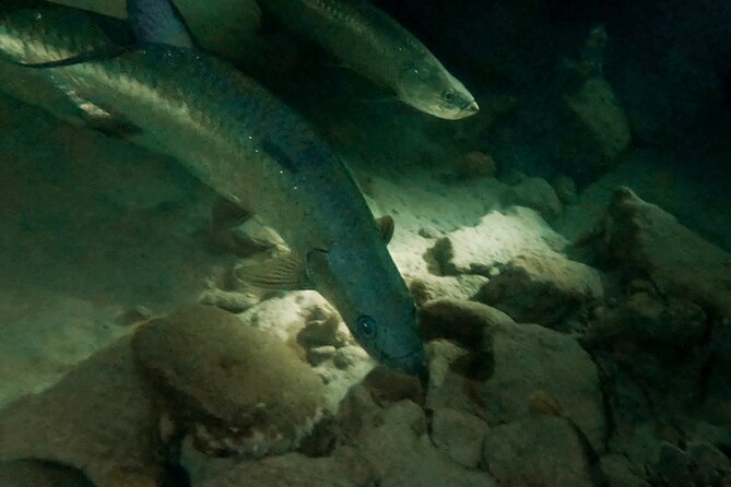 Night Snorkeling With Tarpons