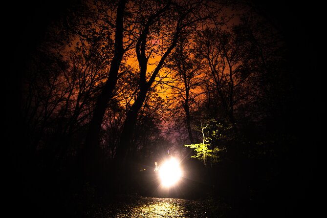 Night Tour in Hoia Baciu Forest