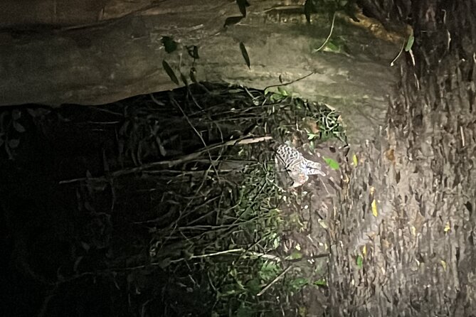 Night Walk at the Monteverde Refuge