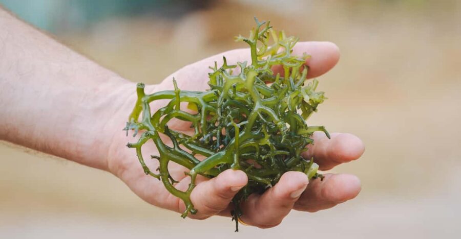 Nusa Penida: Sustainable Seaweed Farming & East Tour
