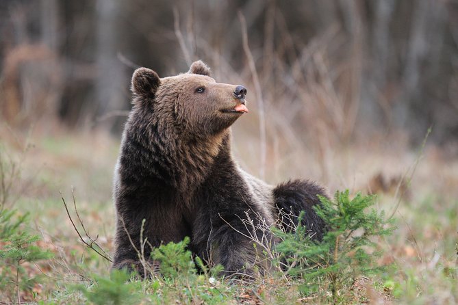 Observing and Discovering Bears in Their Natural Habitat