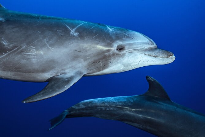 Ocean Safari in La Ventana: Mobula Rays, Dolphins, Orcas & Whales