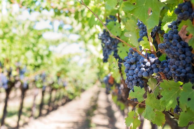 Off-Road Wine Fiesta at Cephalonia - Exploring Cephalonias Viator Adventure