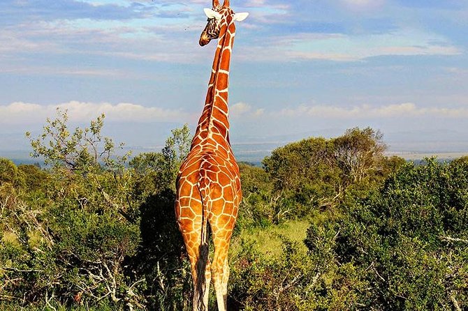 Ol Pejeta Conservancy Day Tour From Nairobi