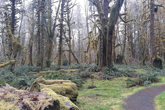 Olympic Peninsula and Forest Tour