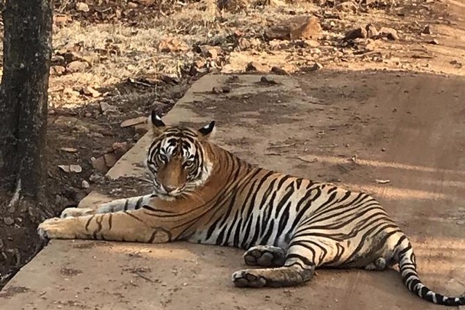 On the Tigers Trail: Delhi to Ranthambhore 1 Night Trip With 2 Jeep Safaris - Trip Overview