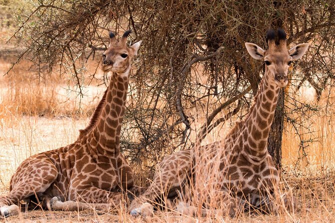 One-Day Safari Tour From Zanzibar With Lunch and Pick up