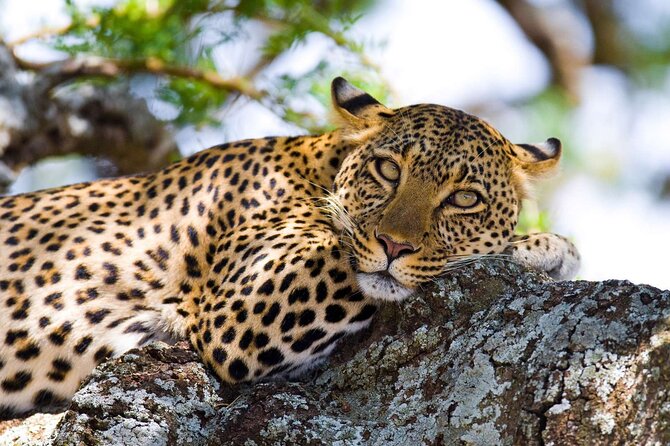 One Day Tour to Maasai Mara Game Reserve From Nairobi