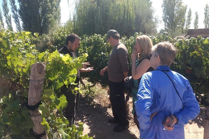 Organic & Bio – Sustainable Wineries